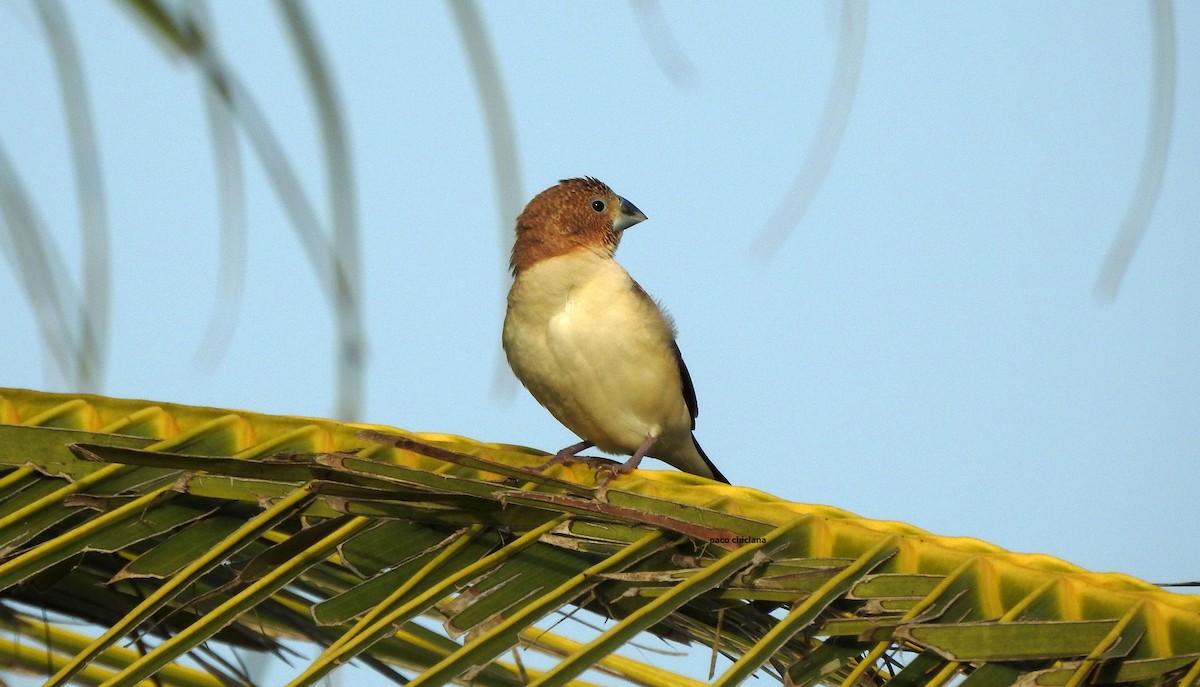 African Silverbill - Paco Chiclana