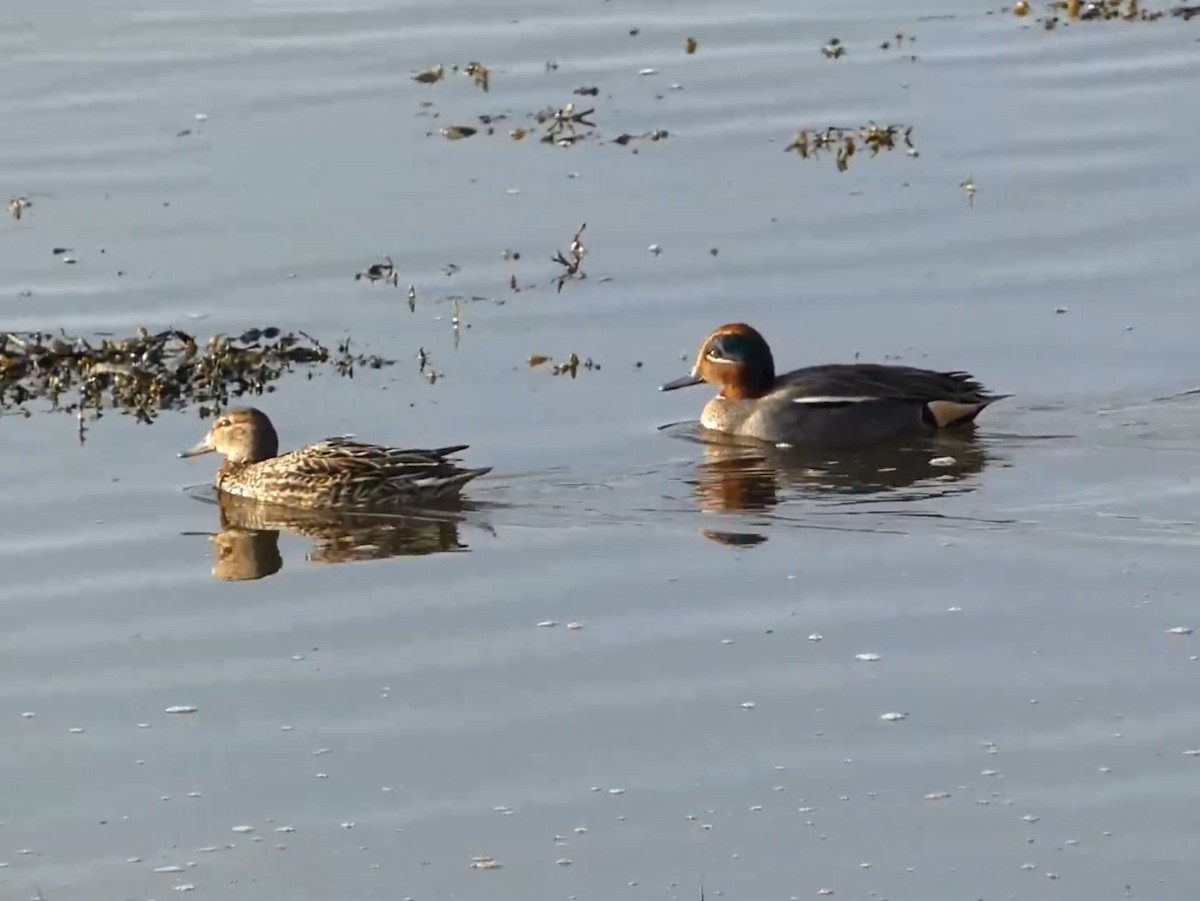 Green-winged Teal - ML623011357