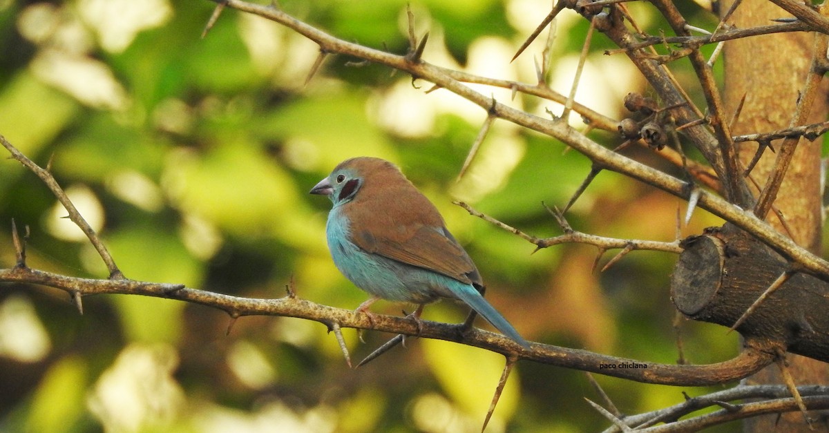 Red-cheeked Cordonbleu - ML623011358