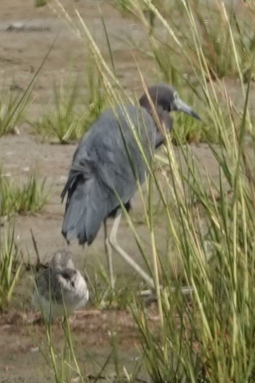 Little Blue Heron - ML623011363