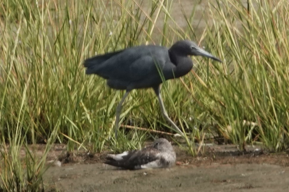 Little Blue Heron - ML623011364