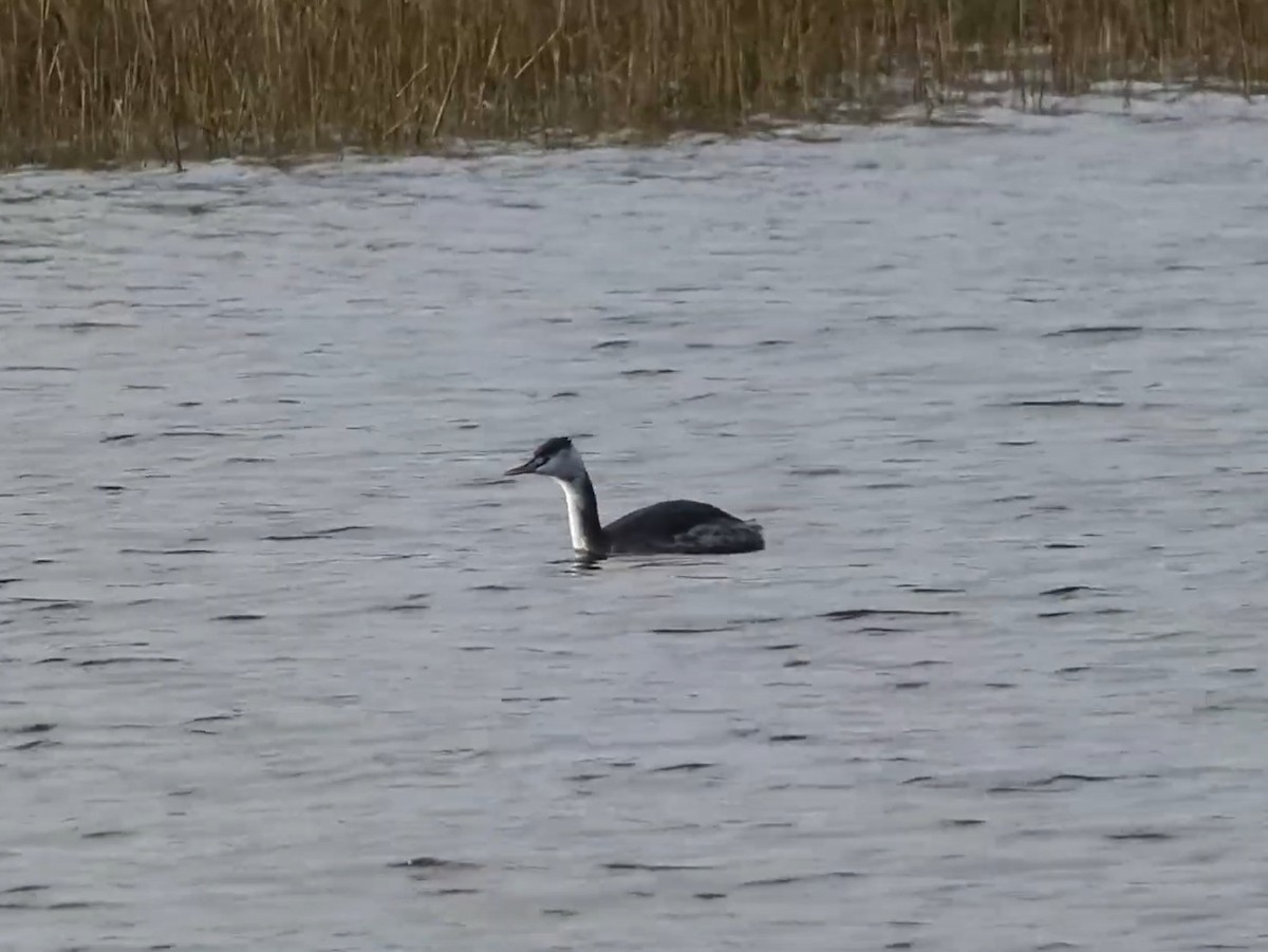 Great Crested Grebe - ML623011369