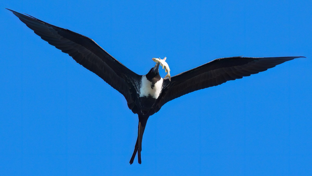 Magnificent Frigatebird - ML623011389