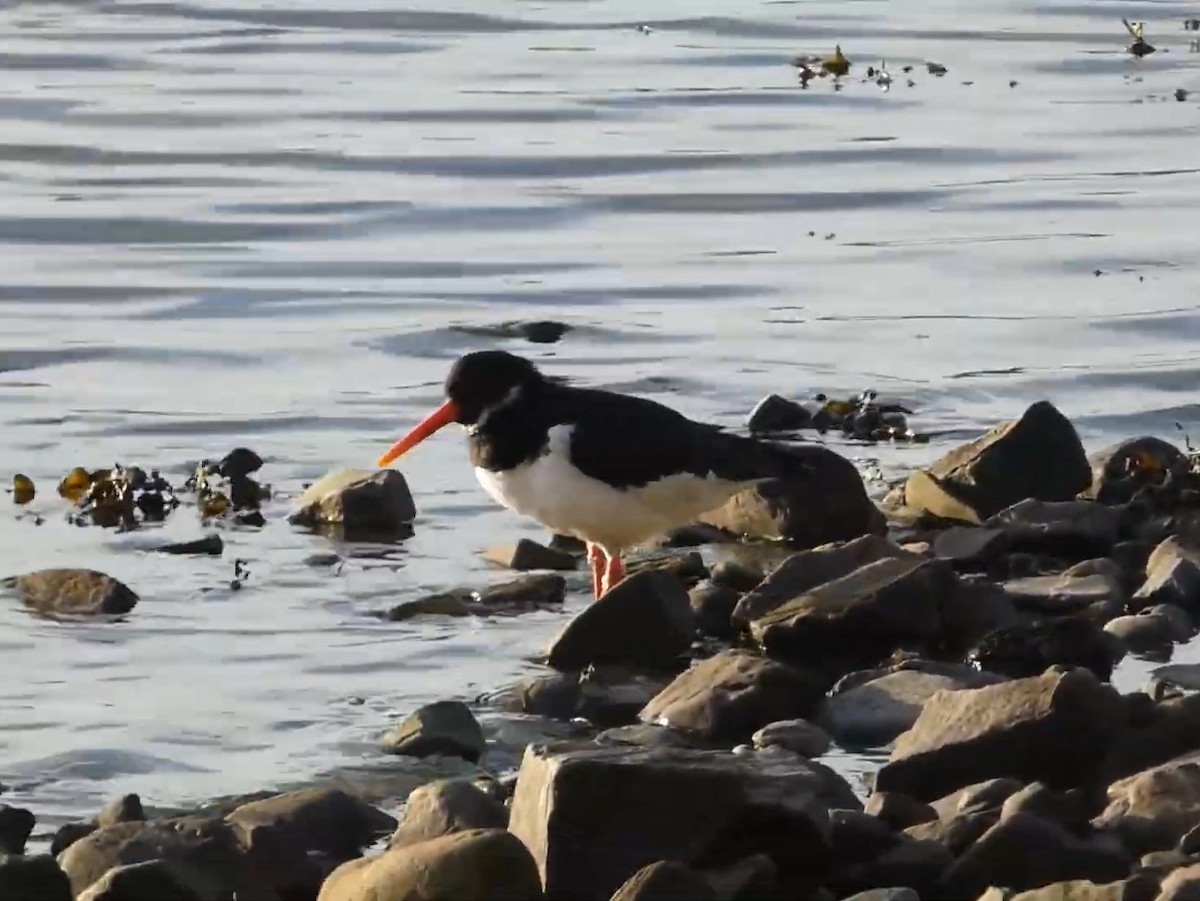 Eurasian Oystercatcher - ML623011393