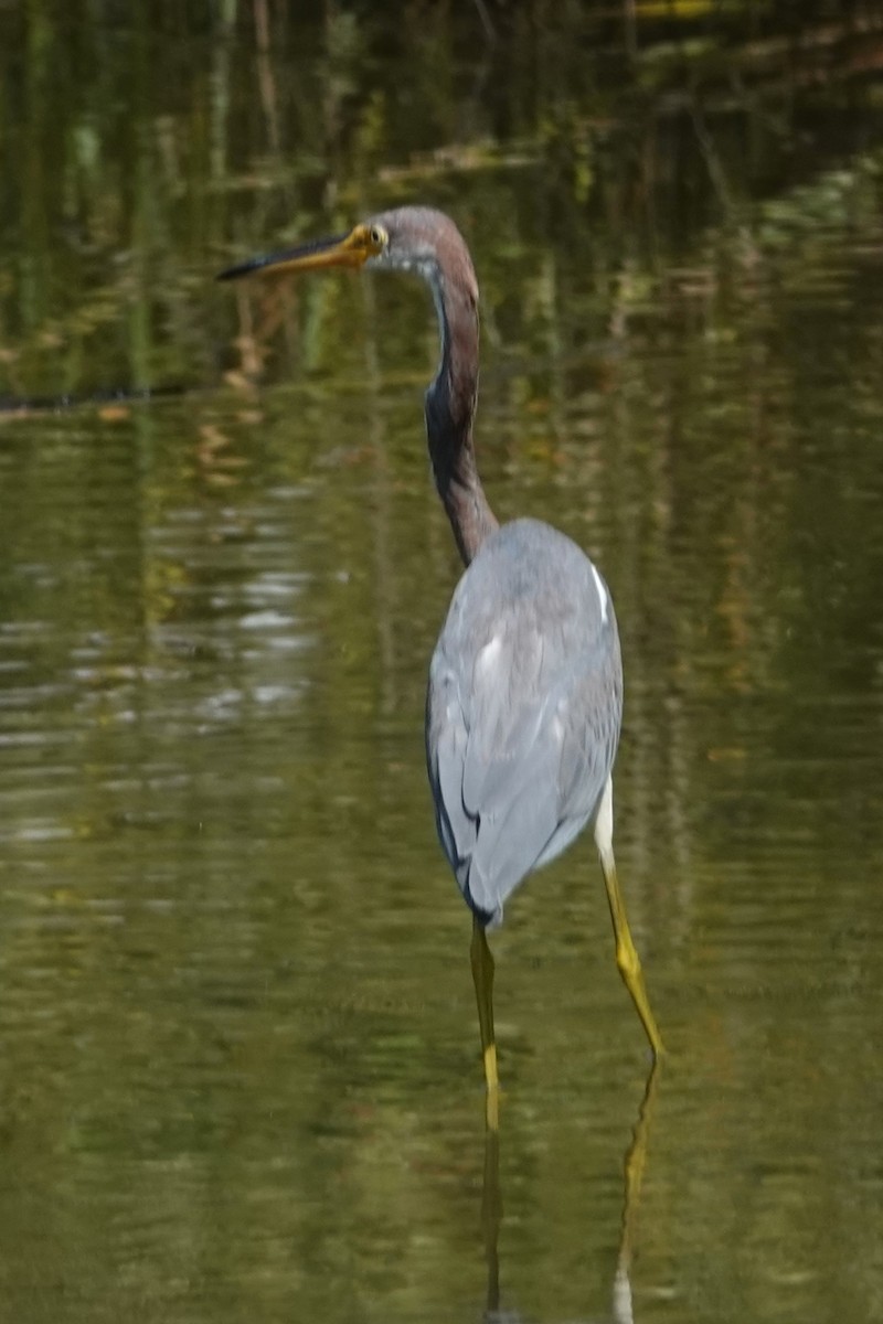 Tricolored Heron - ML623011397