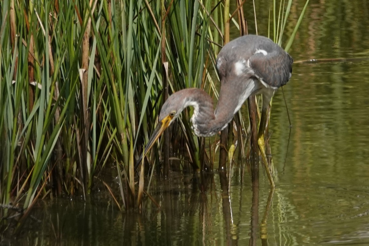 Tricolored Heron - ML623011398