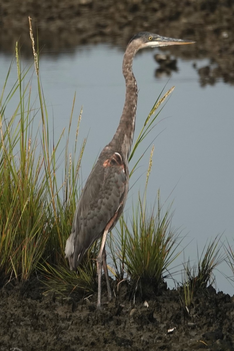 Tricolored Heron - ML623011399