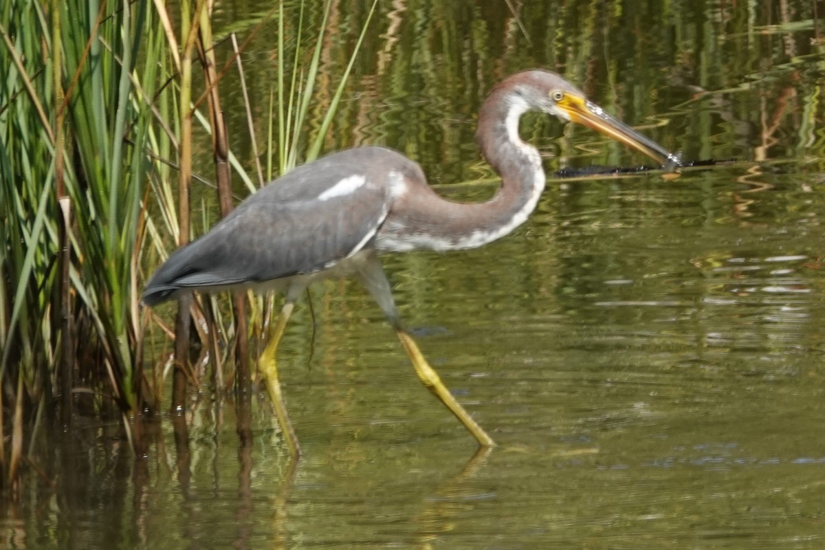 Tricolored Heron - ML623011400