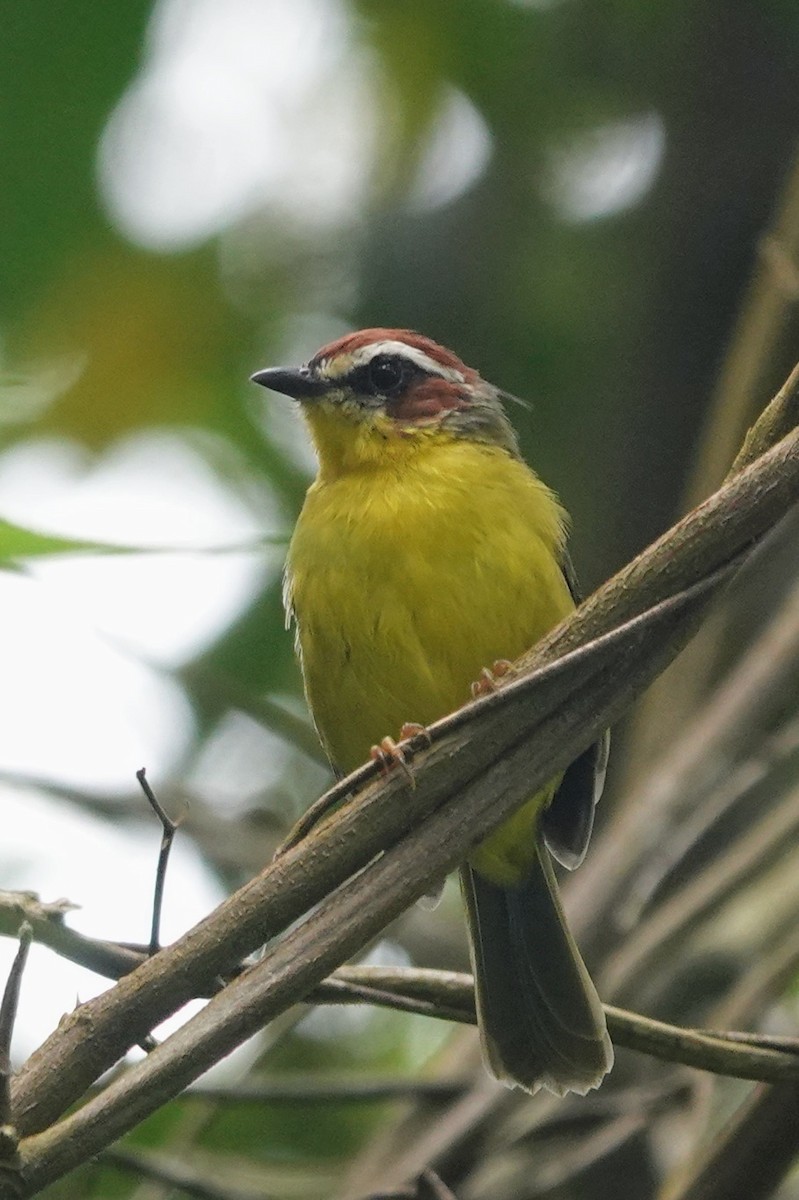 Chestnut-capped Warbler - ML623011404