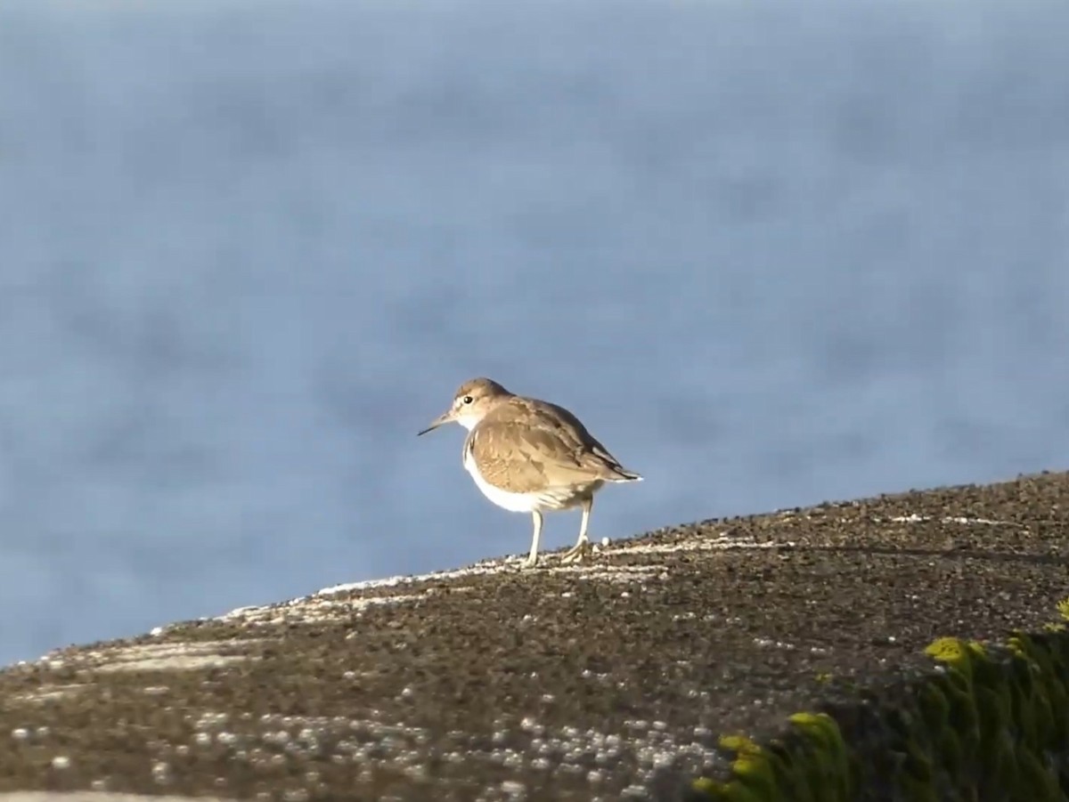 Common Sandpiper - ML623011405