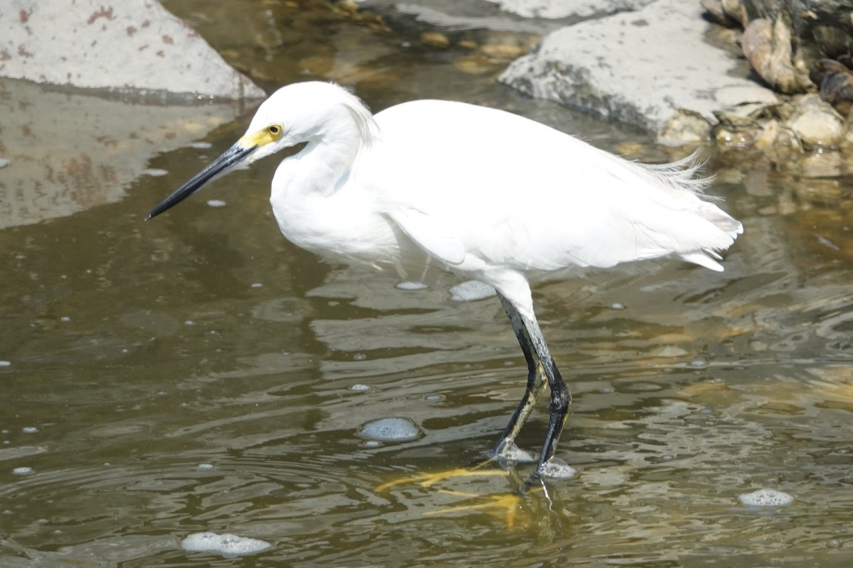 Aigrette neigeuse - ML623011416