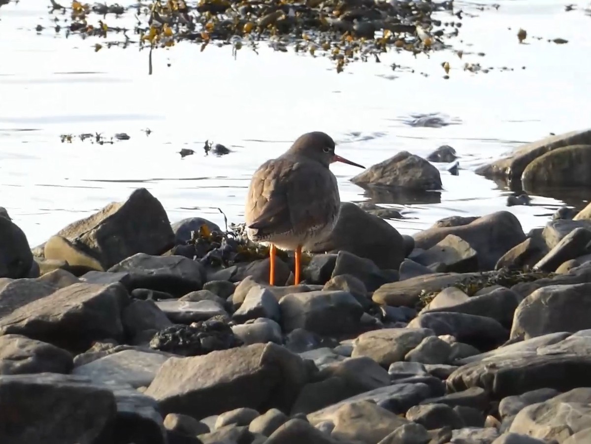 Common Redshank - ML623011420