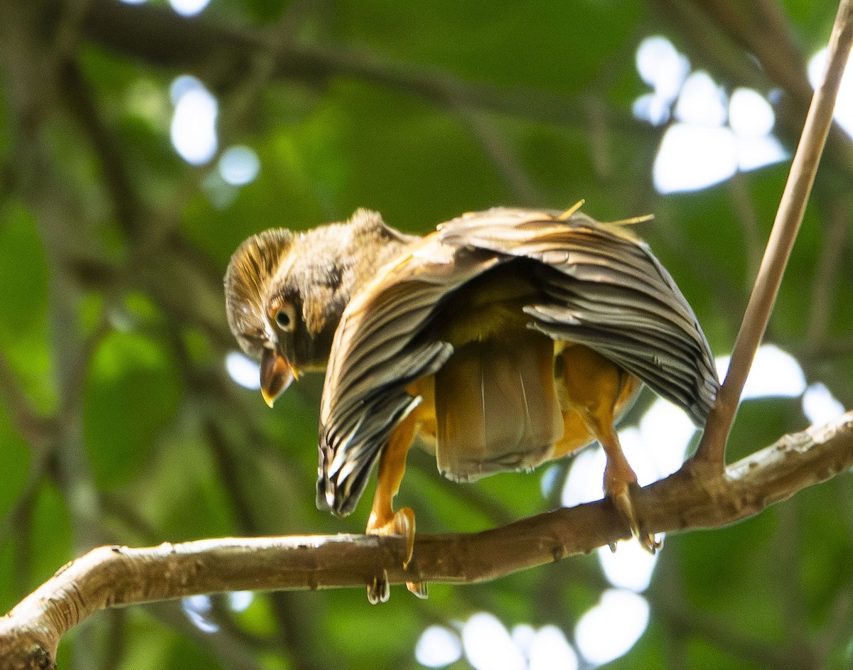 Guianan Cock-of-the-rock - ML623011421