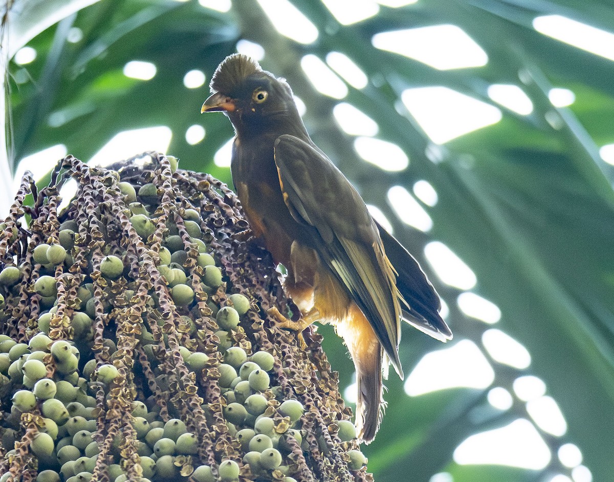 Guianan Cock-of-the-rock - ML623011422