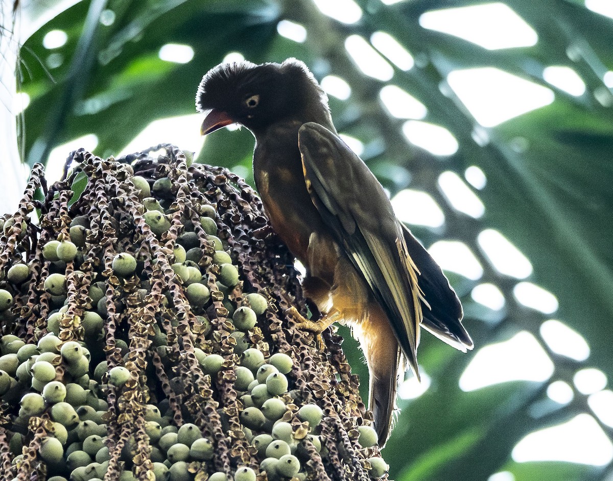 Guianan Cock-of-the-rock - ML623011423