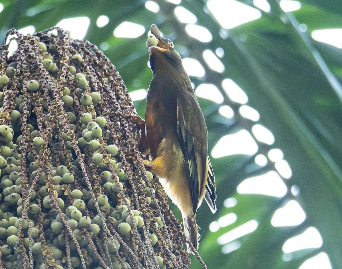 Guianan Cock-of-the-rock - ML623011426