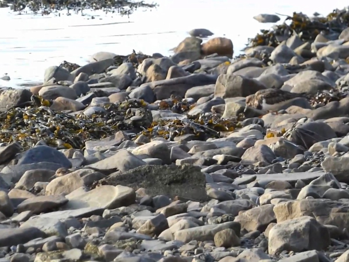 Ruddy Turnstone - ML623011428