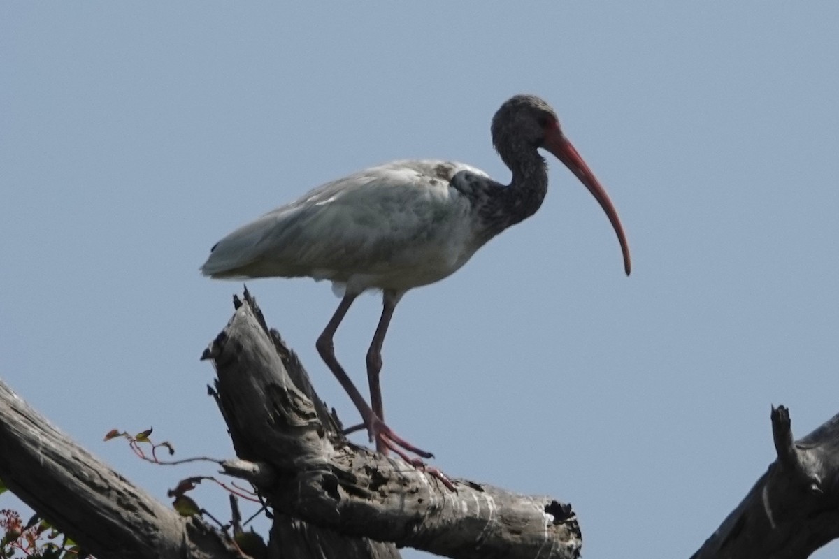 White Ibis - ML623011430