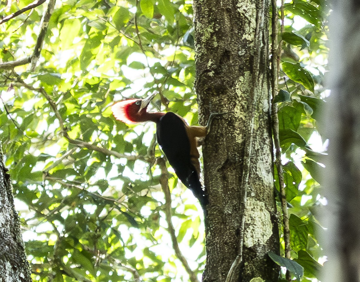 Red-necked Woodpecker - ML623011431