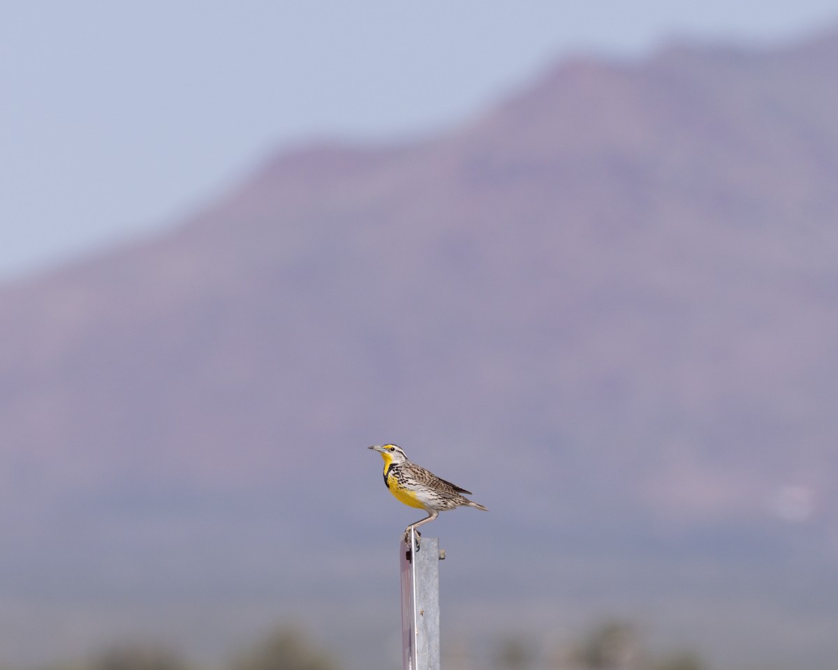 Chihuahuan Meadowlark - ML623011436