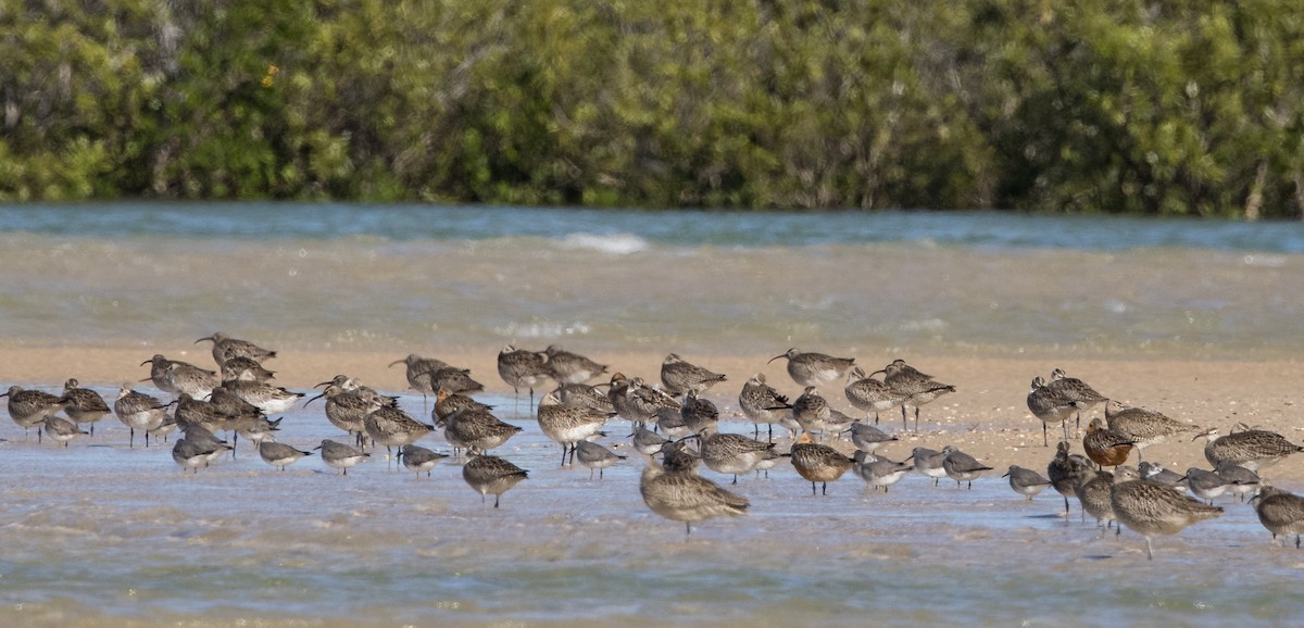 Courlis corlieu (variegatus/rogachevae) - ML623011438