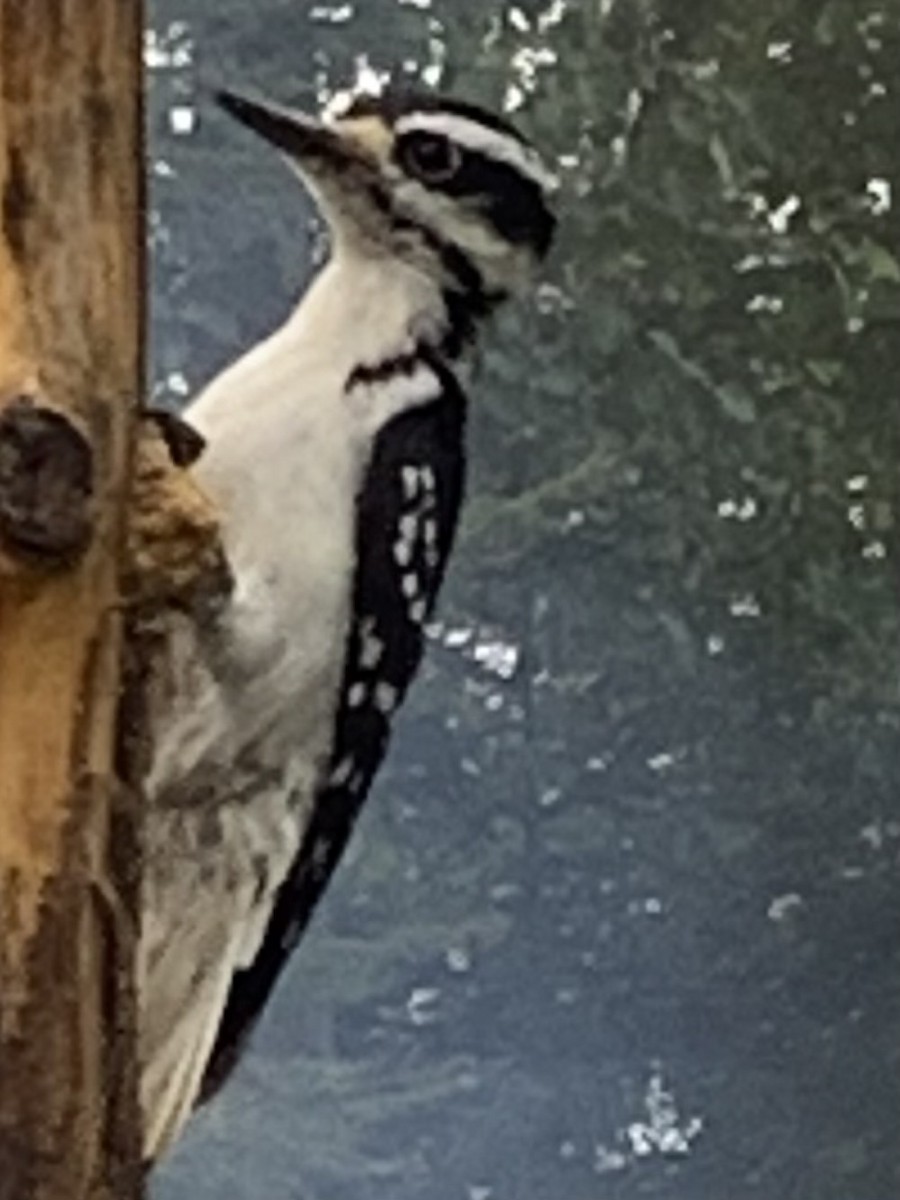 Hairy Woodpecker - ML623011447