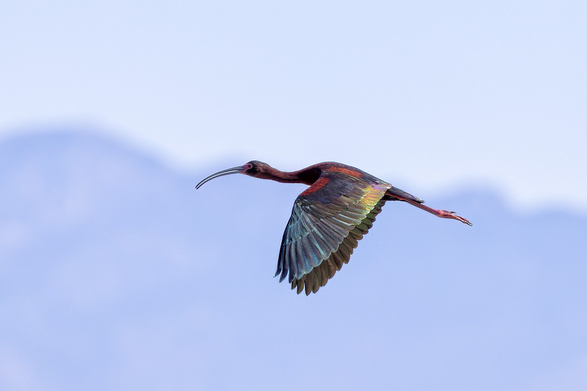 White-faced Ibis - Linda Cunico