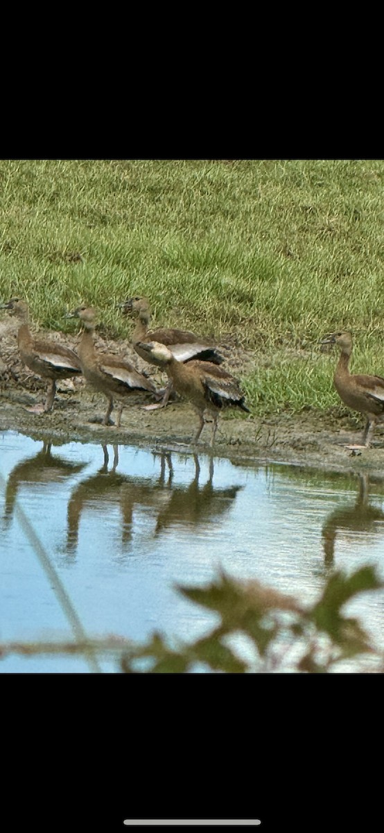 Black-bellied Whistling-Duck - ML623011517