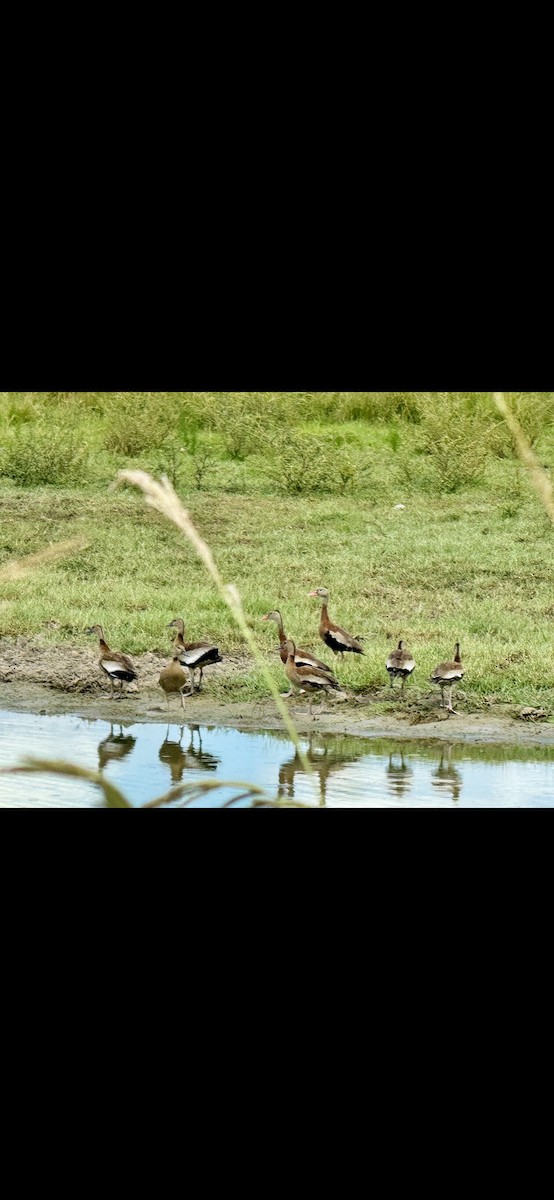 Black-bellied Whistling-Duck - ML623011518