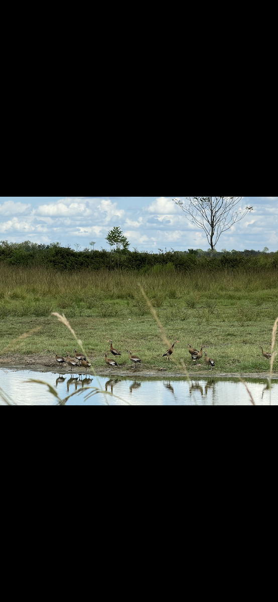 Black-bellied Whistling-Duck - ML623011519