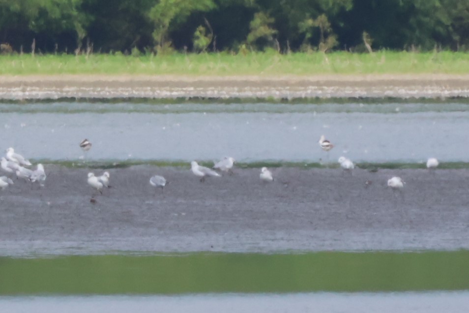 American Avocet - ML623011526