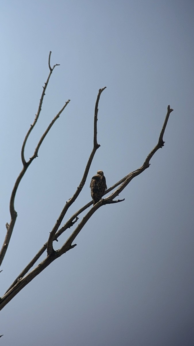 Red-tailed Hawk - ML623011538