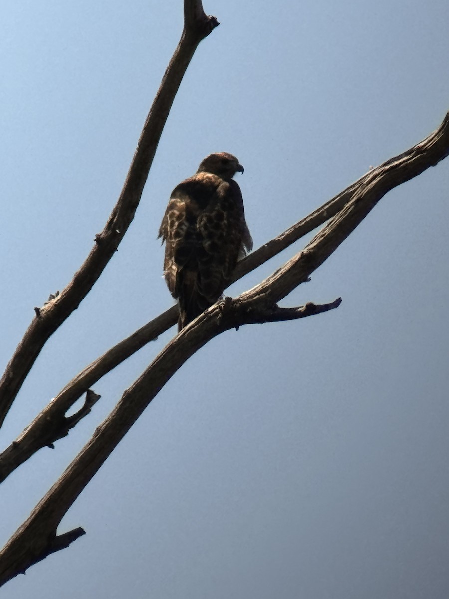 Red-tailed Hawk - ML623011539