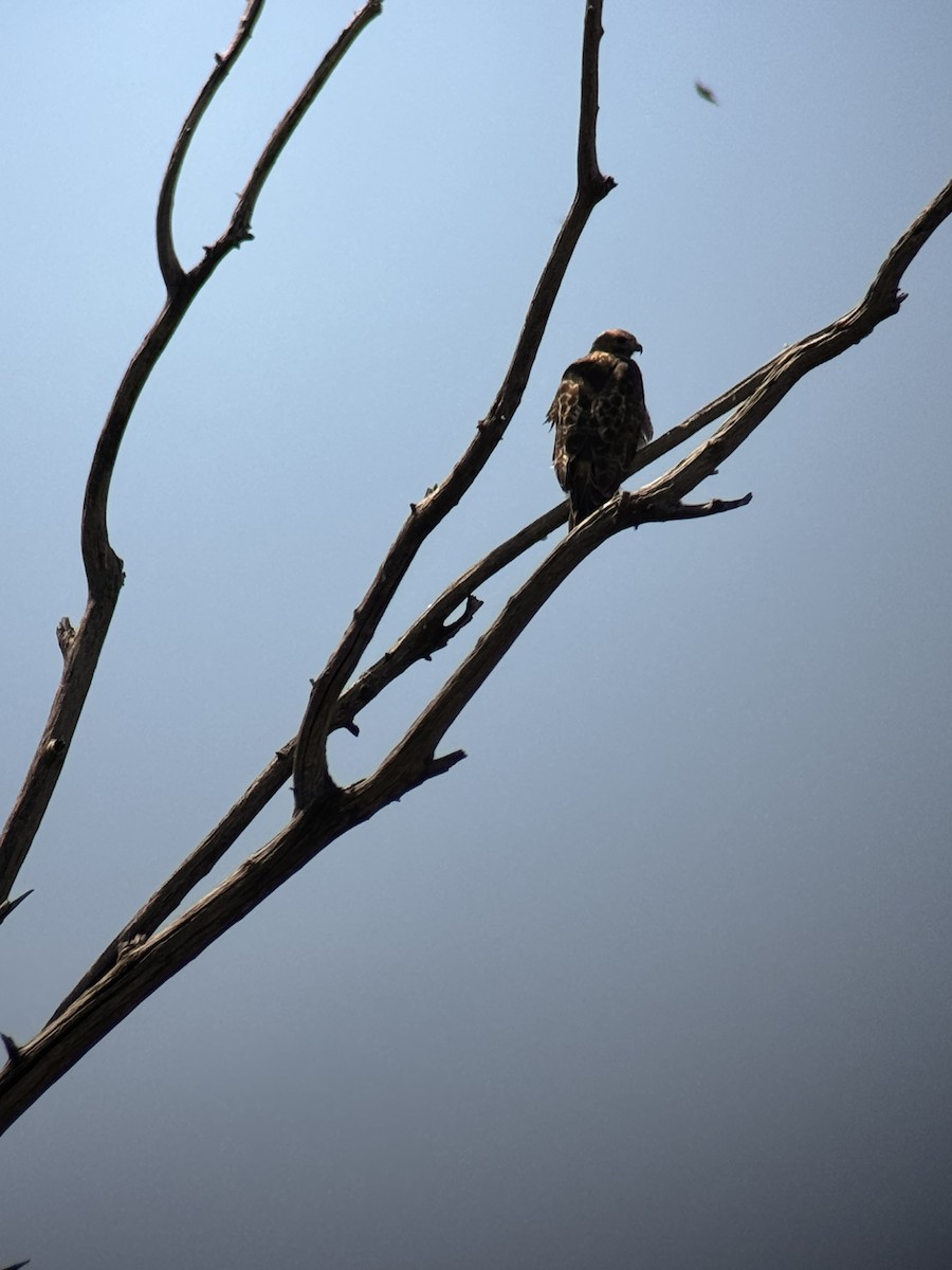 Red-tailed Hawk - ML623011540