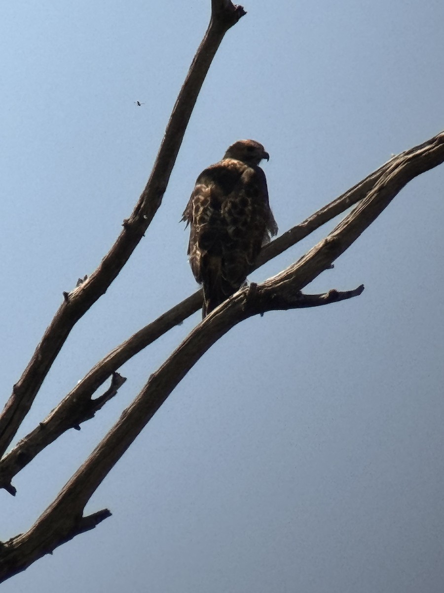 Red-tailed Hawk - ML623011541