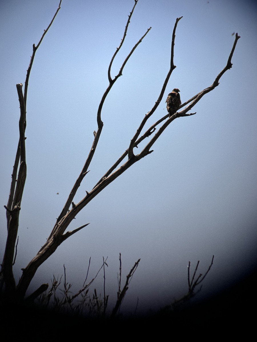 Red-tailed Hawk - ML623011543