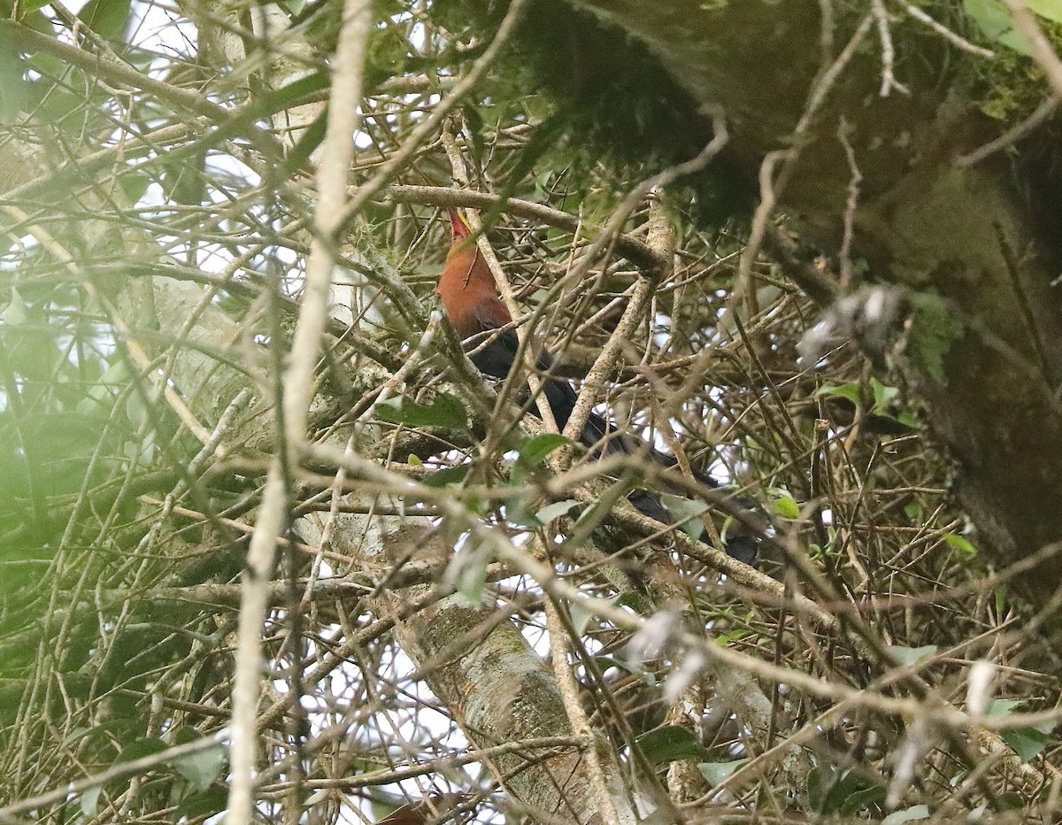 Yellow-billed Malkoha - Neil Osborne