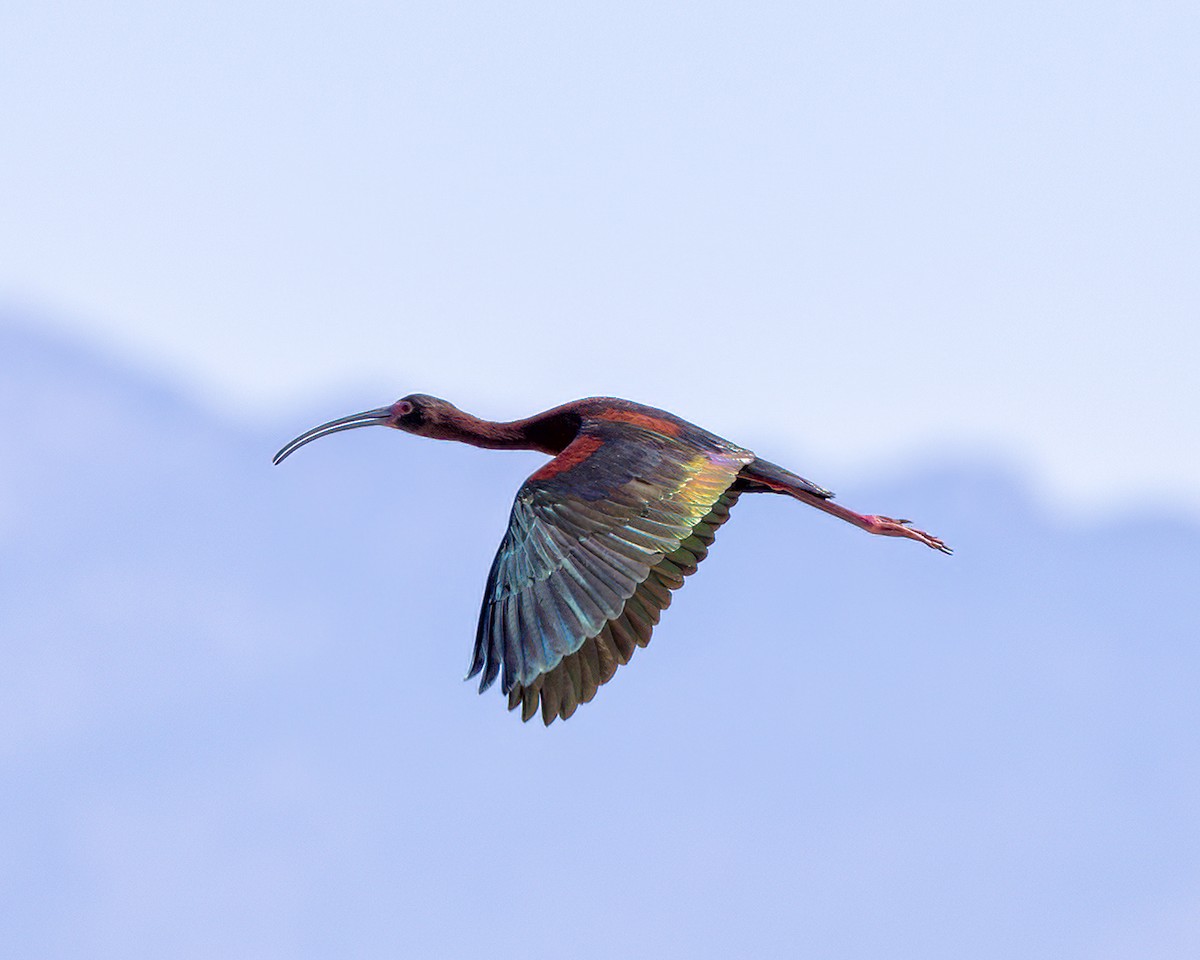 Ibis à face blanche - ML623011602