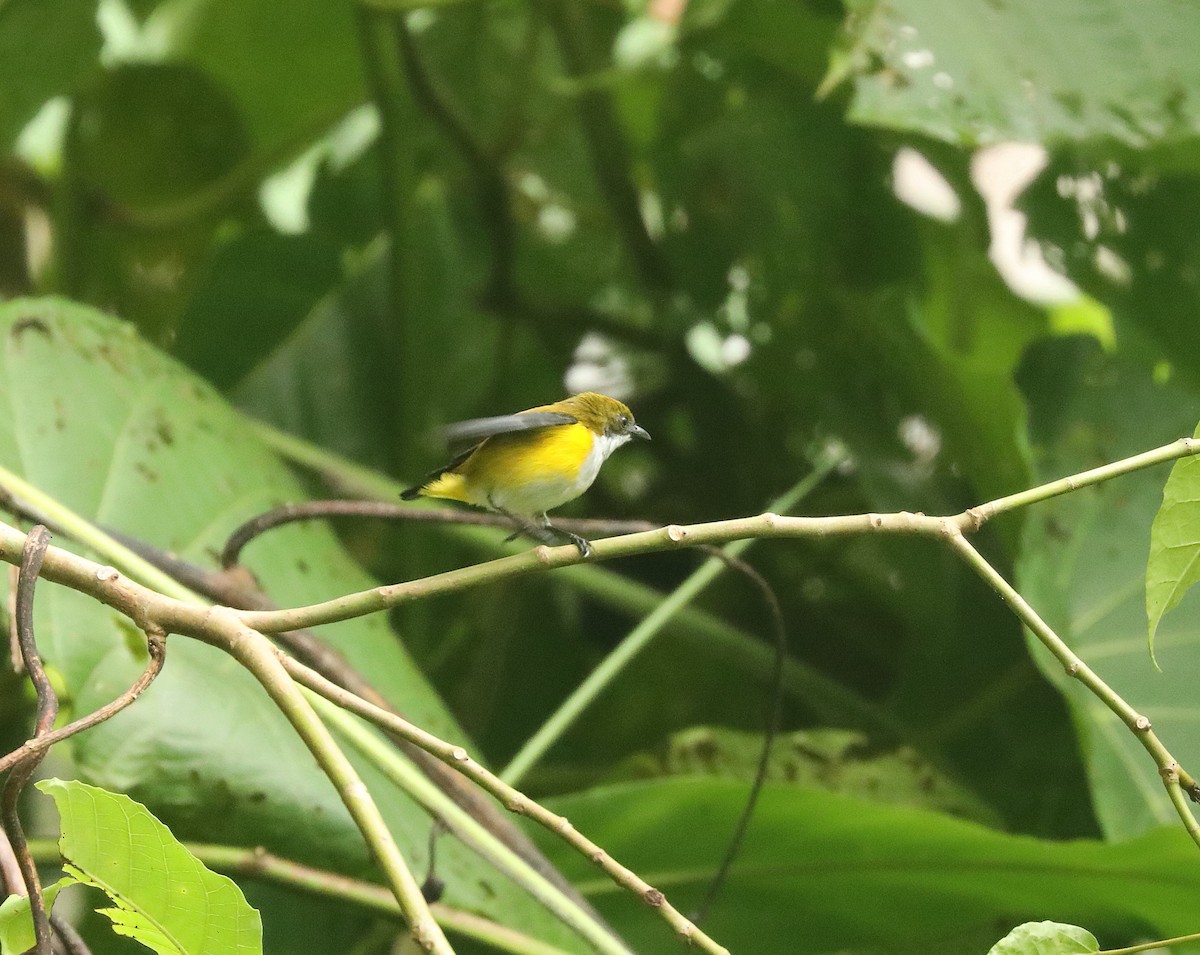 Yellow-sided Flowerpecker - Neil Osborne