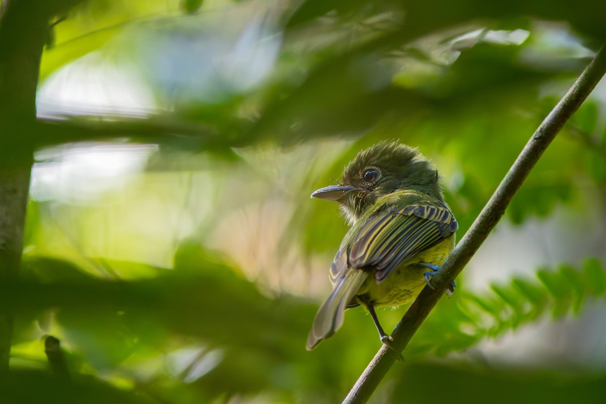 Eastern Olivaceous Flatbill - ML623011623