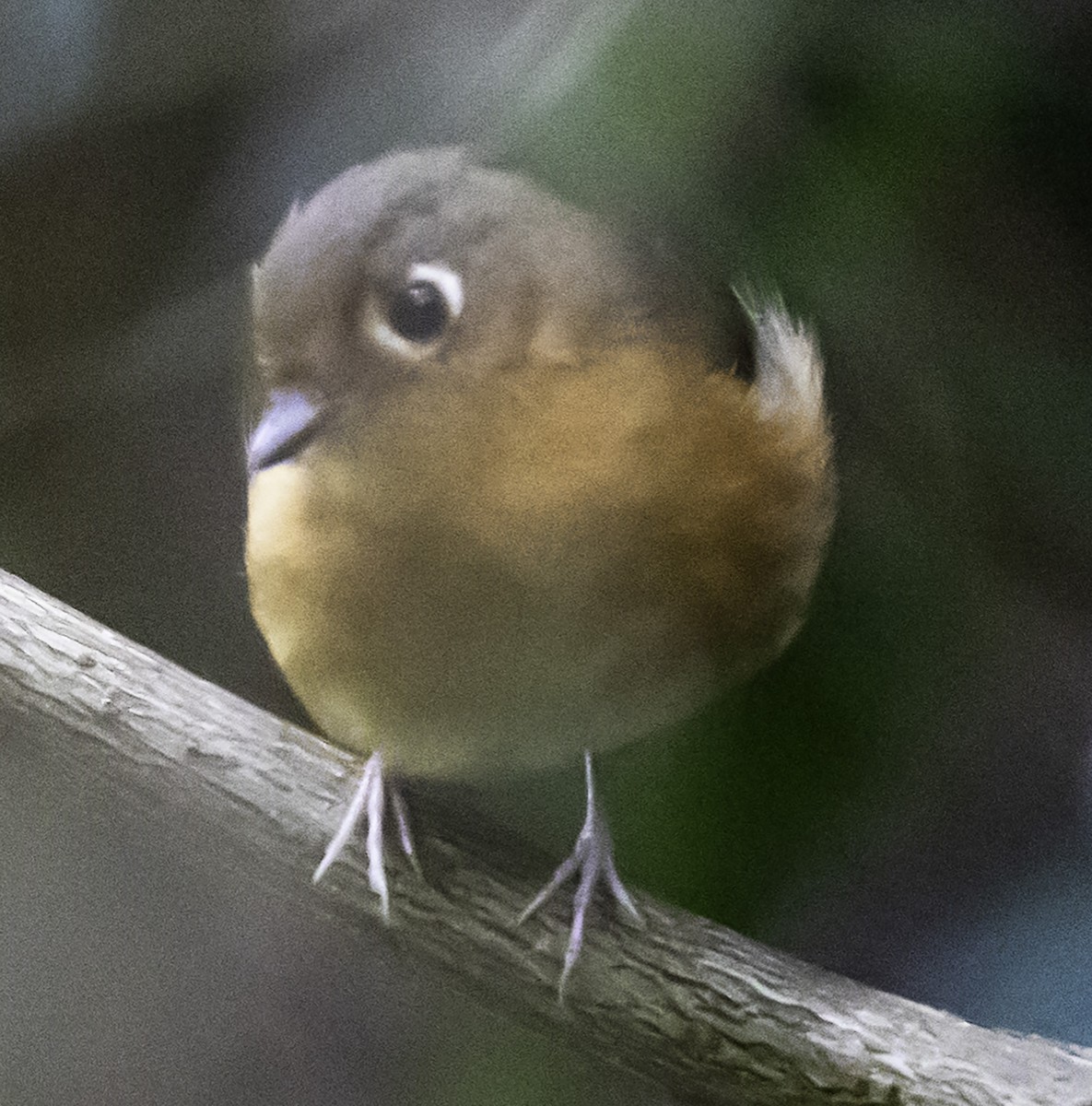 Rusty-breasted Antpitta (Rusty-breasted) - ML623011629