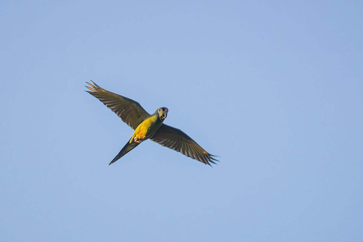 Blue-winged Macaw - ML623011637