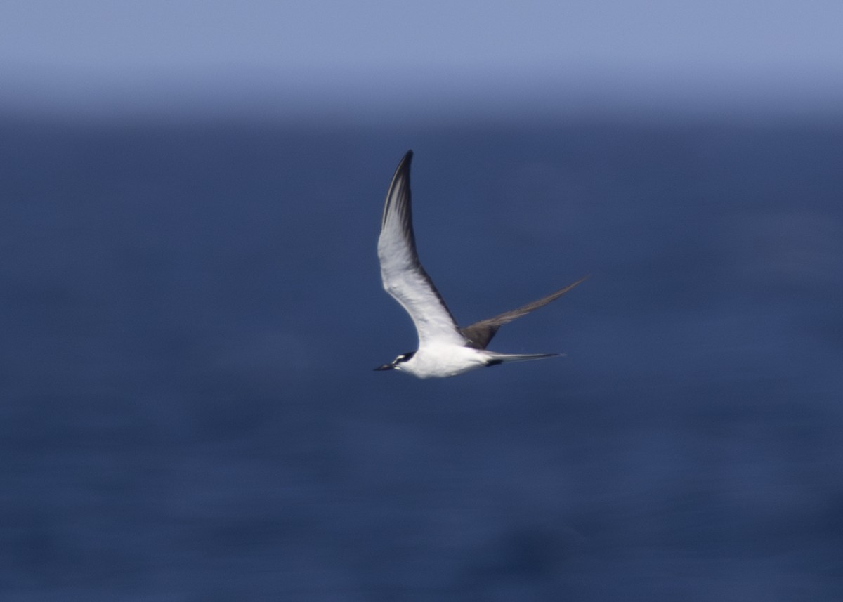 Bridled Tern - ML623011649