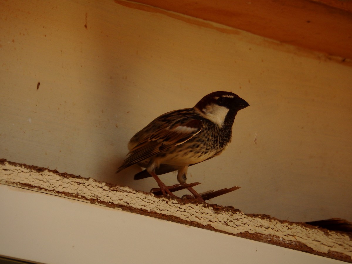 Spanish Sparrow - Duarte Frade