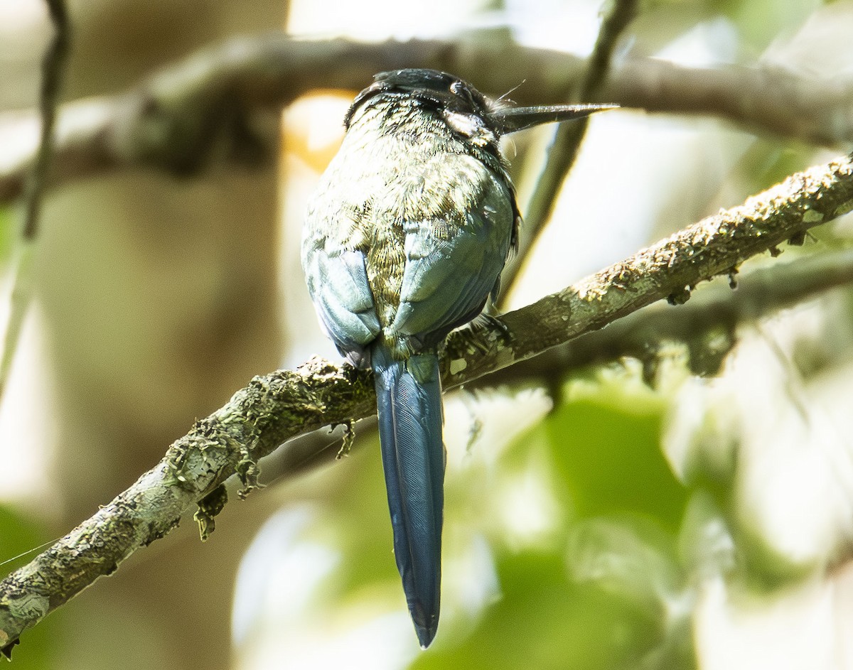 Bronzy Jacamar - ML623011659