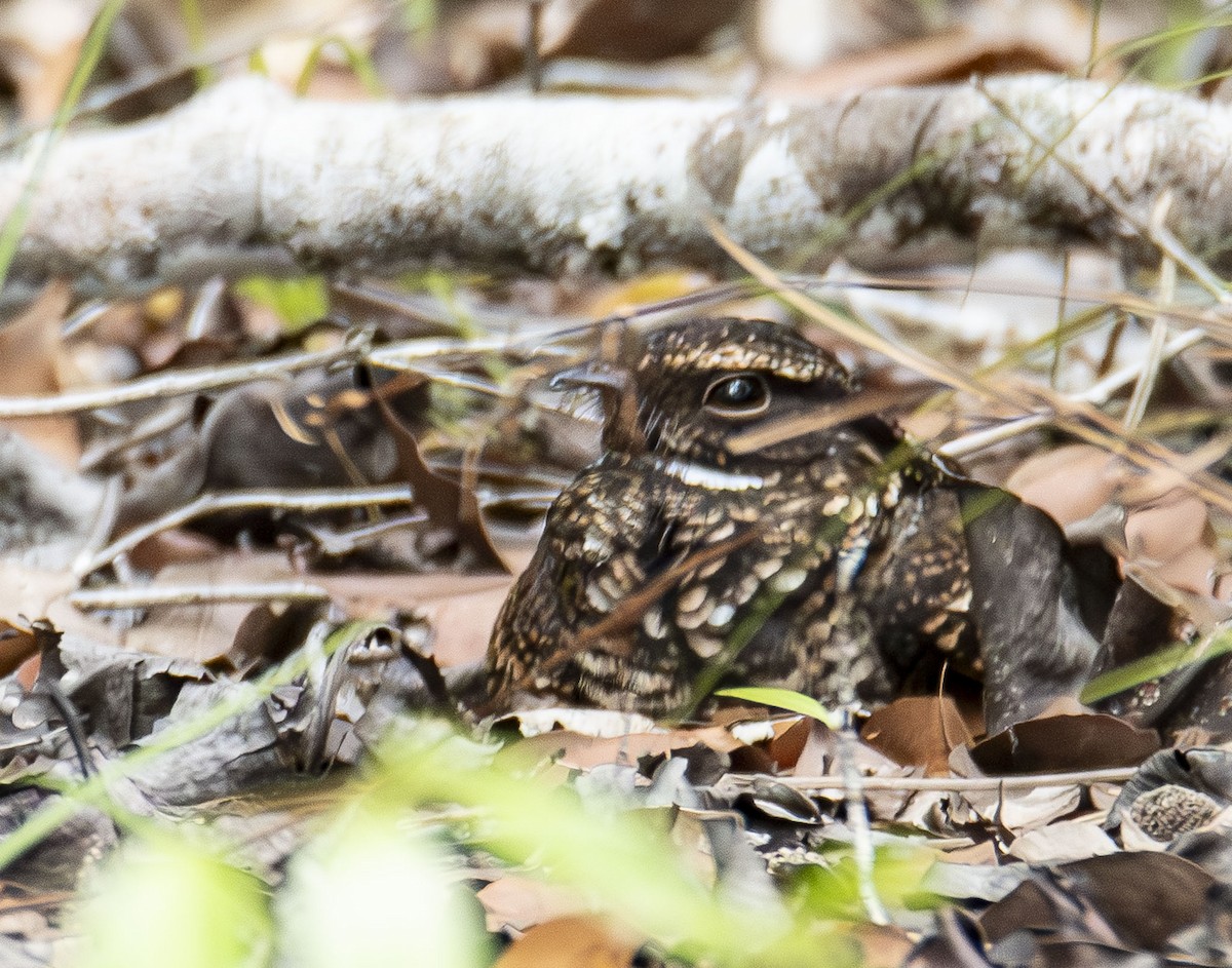 Blackish Nightjar - ML623011669