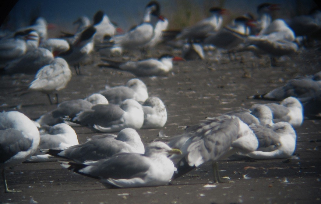 California Gull - ML623011673