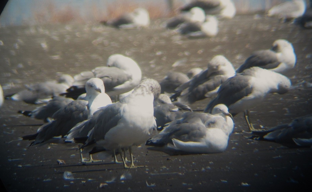 California Gull - ML623011692