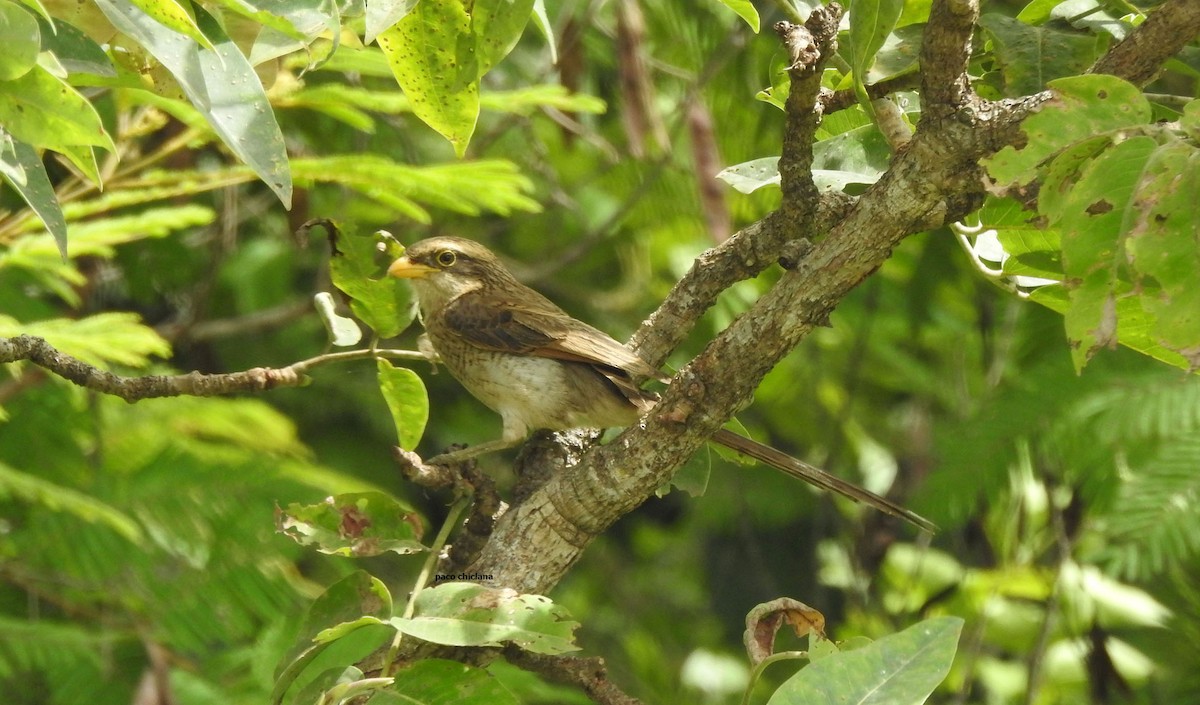 Yellow-billed Shrike - ML623011835