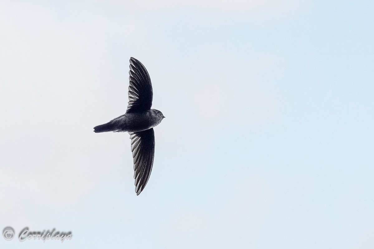 Glossy Swiftlet - ML623011840